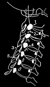 Rachis cervical de 3/4