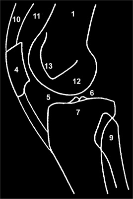 Incidence de la radiographie de profil