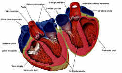 coeur1.jpg (22553 octets)