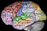 cortex-aires-corticales.jpg (44881 octets)