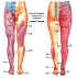 Dermatomes des membres infrieurs