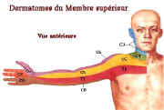 dermatomesm.supant.jpg (17117 octets)