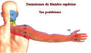 dermatomesm.suppost.jpg (19576 octets)