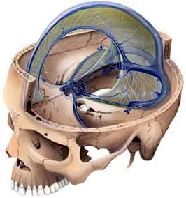 SINUS LONGITUDINAL