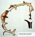homonculus-sensitif.jpg (25464 octets)