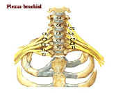 plexusbrachial.jpg (24735 octets)