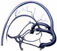 LES SINUS CEREBRAUX