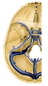 SINUS LATERAL