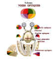 voiesoptiques.jpg (21935 octets)