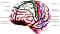 airescereb.jpg (23337 octets)
