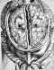 cervo19w.jpg (33069 octets)
