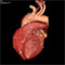 5-Beat Cardiac
