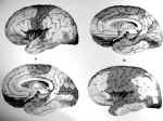 Représentation du cortex par Paul Fleschsig en 1904