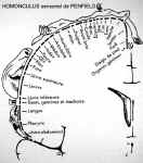 Homonculus sensoriel de Penfield en 1957
