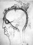 Sanguine exécutée par Léonard de VINCI en 1490.