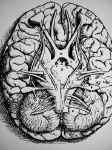 1545. Première vue de la base du cerveau