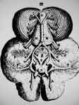 1641. Cercle artériel de la base du cerveau par J.Vesling