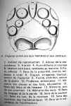 Dessin de Frantz Joseph Gall. 1790